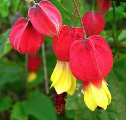 Abutilonmegapoticum