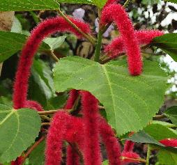 Acalypha hispida rode poezenstaart bloei