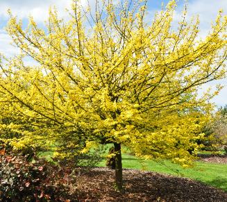 arboretum Leen 