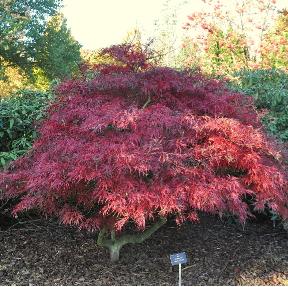 Acer palmatum dissectum 'Garnet' herfstkleuren global picture
