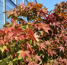 Acer palmatum 'Osakazuki' 