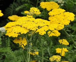 Achillea hybride 'Moonshine' closeup