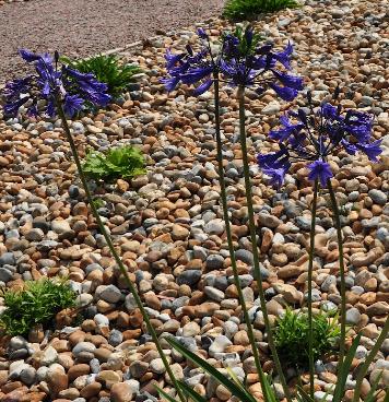 Agapanthus-Windlebrooke