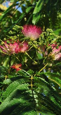 arboretum  Het Leen - Albizia