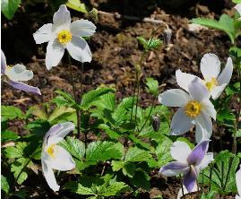 AnemoneWildSwan2011ChelseaNewPlantoftheyearLR