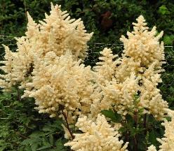 Astilbe 'Younique WhiteV erswhite' habitus