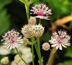 Astrantia major Shaggy bloemen vnn