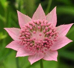 AstrantiaMaxima