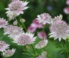 astrantiawit