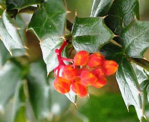 Berberis x lologensis 'Mystery Fire '2