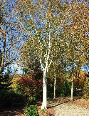 Betula affinis utilis (N-Indië / W-Nepal) herstkleuren VN2