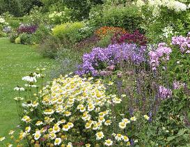 bordermetechinaceaphloxmonardahydrangeapan