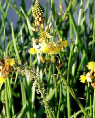 Bulbinefrutescens