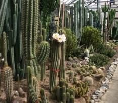 Cactusclubaylostera