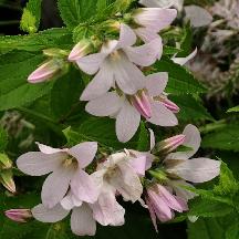 Campanula lactiflora 'Pouffe'