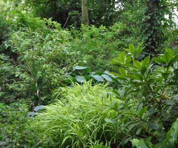 Carex in de diepe schaduw