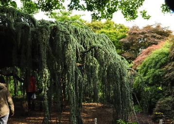 Cedruslibanipendula2