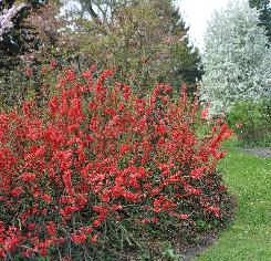 Chaenomeles japonica 'Crimson Beauty' 17 april