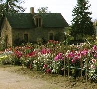 chateaudupindahlias