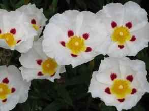 Cistus7