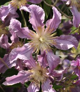 Clematis 'East River' closeupvn