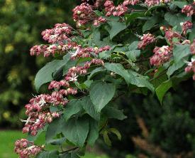 ClerodendrumtrichotomummiddenjuliCloseupVN