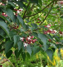 ClerodendrumtrichotomumClosduCoudray3