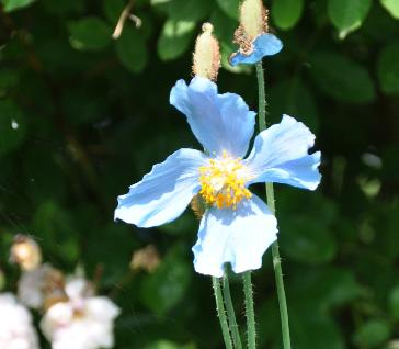 closeupblauweschijnpapaver