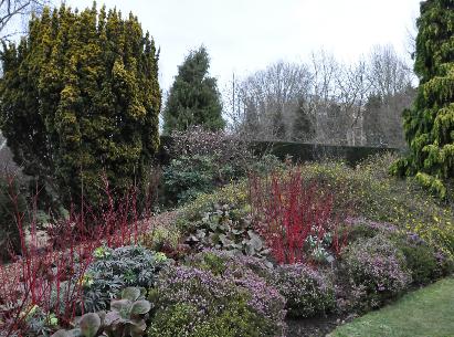 CornusalbaSibiricainwintergarden