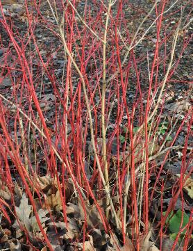 CornusalbaSibirica3