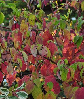 Cornus controversa 'Winter orange' herfstverkleuring