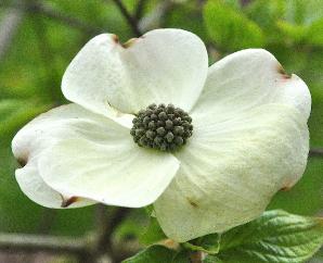 Cornus nuttallii 'Monarch' flower closeup vn