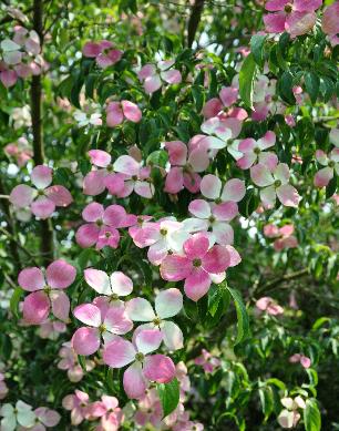 Cornus 'Porlock' 