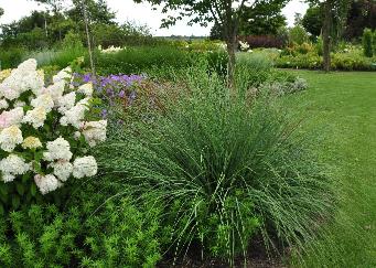 Cortaderia selloana 'Evita' sortimentstuin