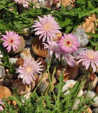 Crepis-incana-habitus-rotsplant-streepzaad-closeup