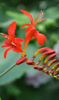 CrocosmiaLucifervn