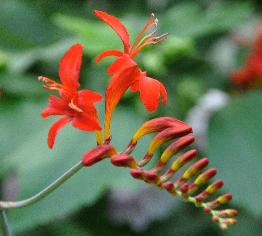 CrocosmiaLucifervn1