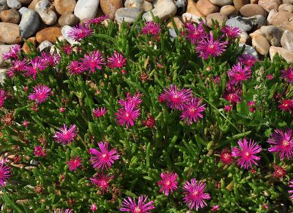 Delosperma-cooperi-groepsbeplanting-rotstuin-drogetuin-vnn