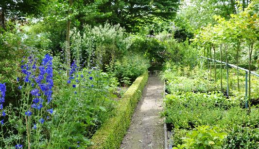 delphiniuminborder