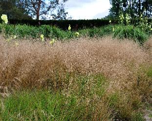 DeschampsiacespitosaGoldschleier2