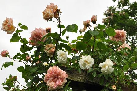 De tuin van Regine pergola zalmroze en witte ramblers