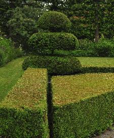 DetuinvanReginevoortuinbuxusvlaktopiary