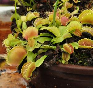 Dionaea-muscipula-Venus-Vliegenval