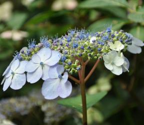 Hydrangea serrata 'Bluebird'