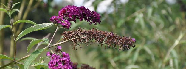 Buddleia davidii 'Royal Red'