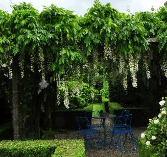 Witte Wisteria 