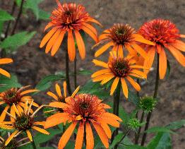 Echinacea hybride 'Irresistible' Marco van Noort vnnn