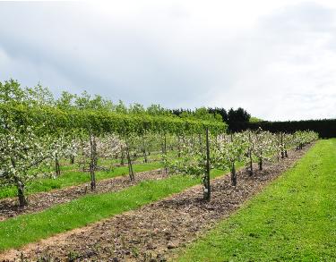 eersterijennognietzooudeappelbomen