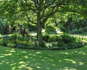 Eilandborder-schaduwplanten-onder-boom