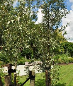 Elaeagnus 'Quicksilver' hoogstam olijfwilg2